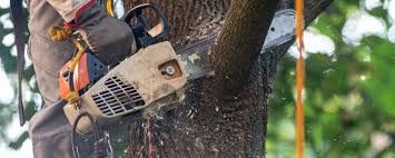 How Our Tree Care Process Works  in  Jackson, MN