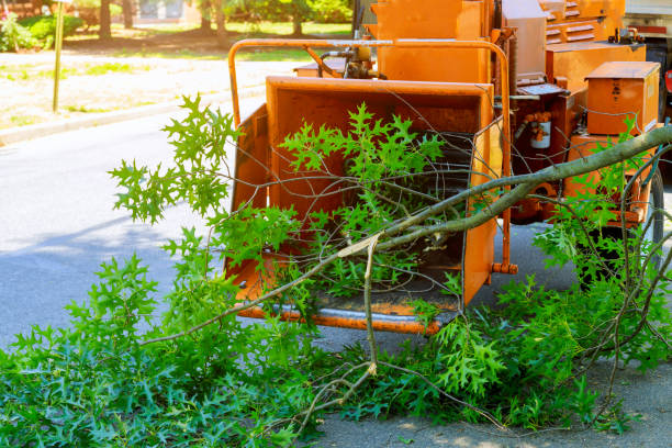 Seasonal Cleanup (Spring/Fall) in Jackson, MN